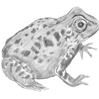 Frog copy