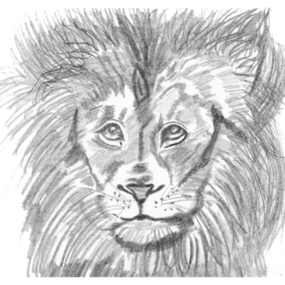 Lion copy